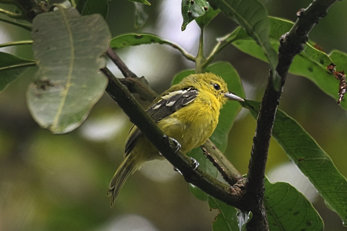 Common Iora - ML618655432
