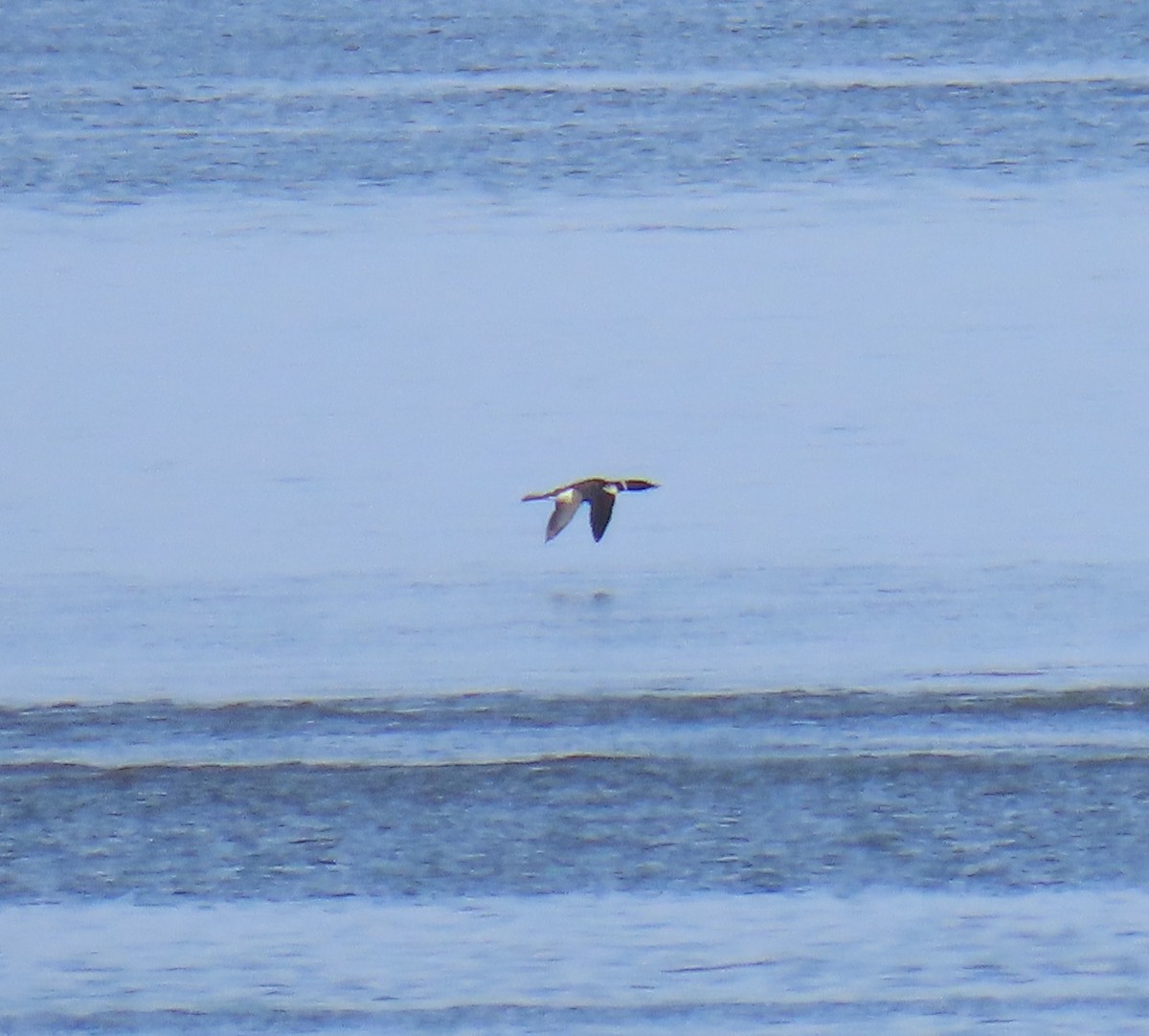 Common Loon - Laura Burke