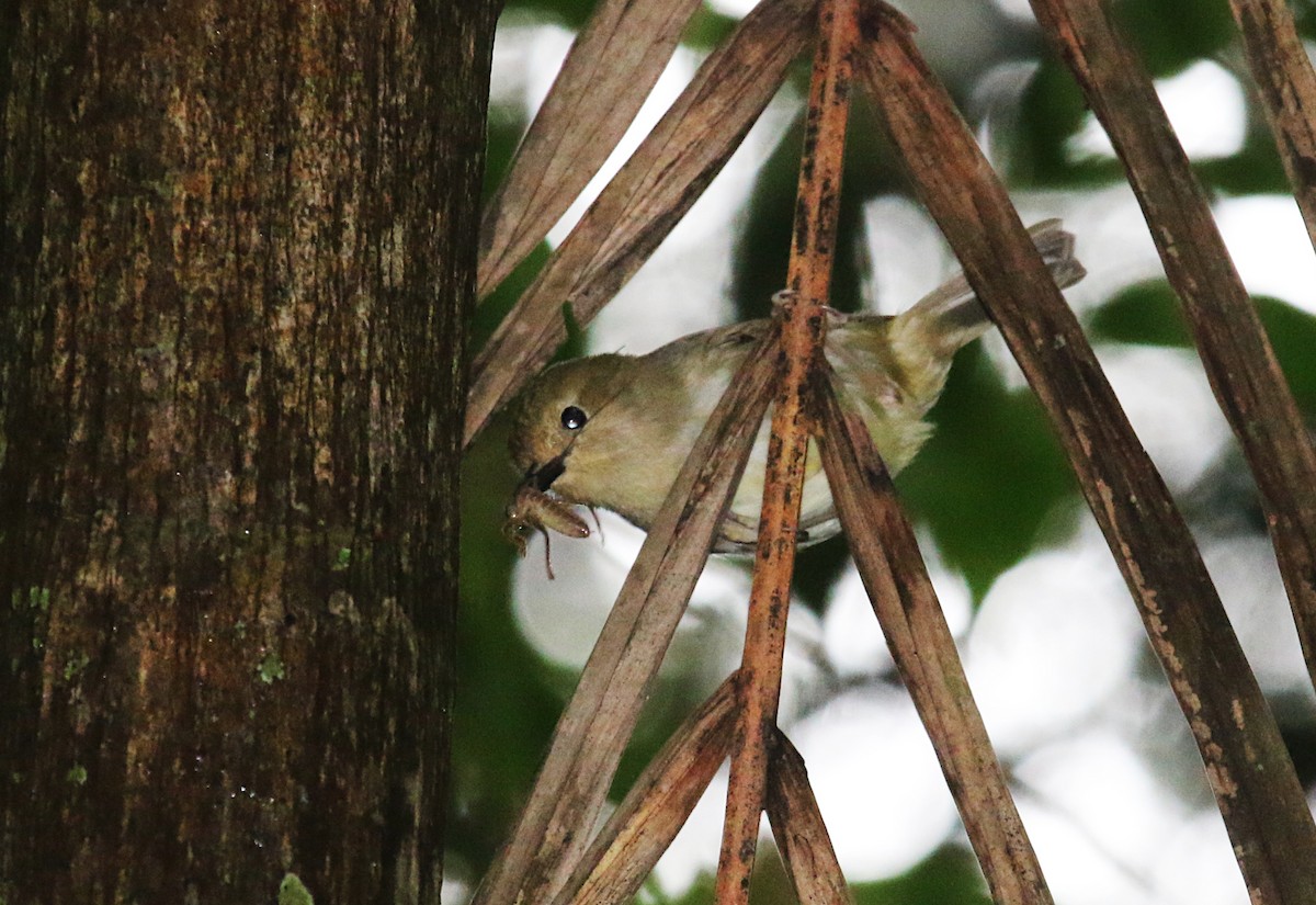 Large-billed Scrubwren - Ron Burgin