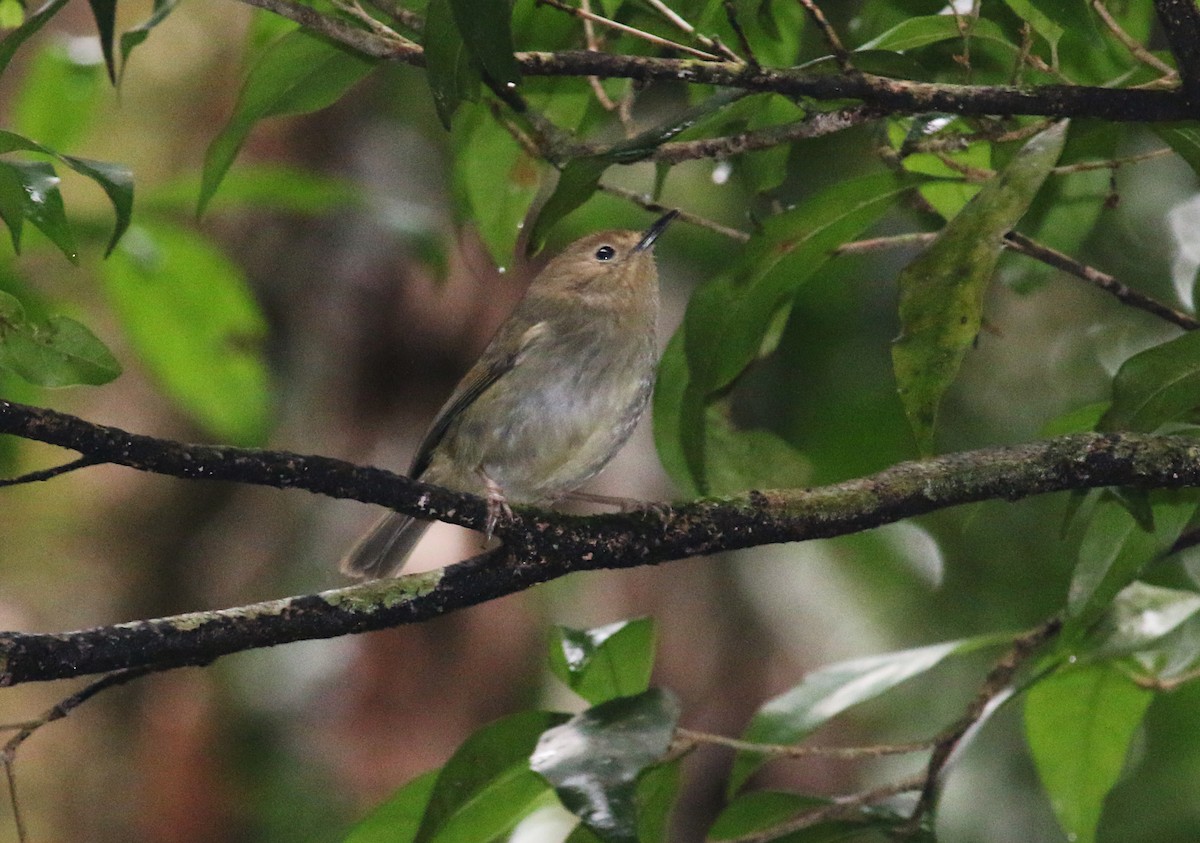 Large-billed Scrubwren - Ron Burgin