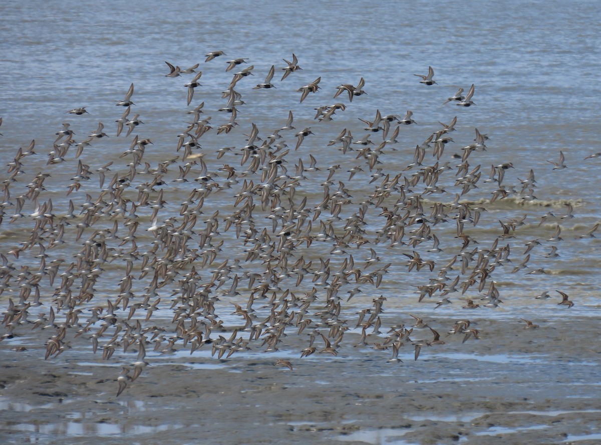 Western Sandpiper - ML618655474