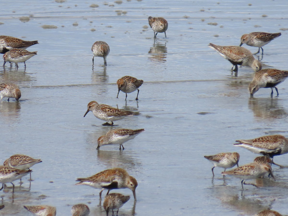 Western Sandpiper - ML618655477