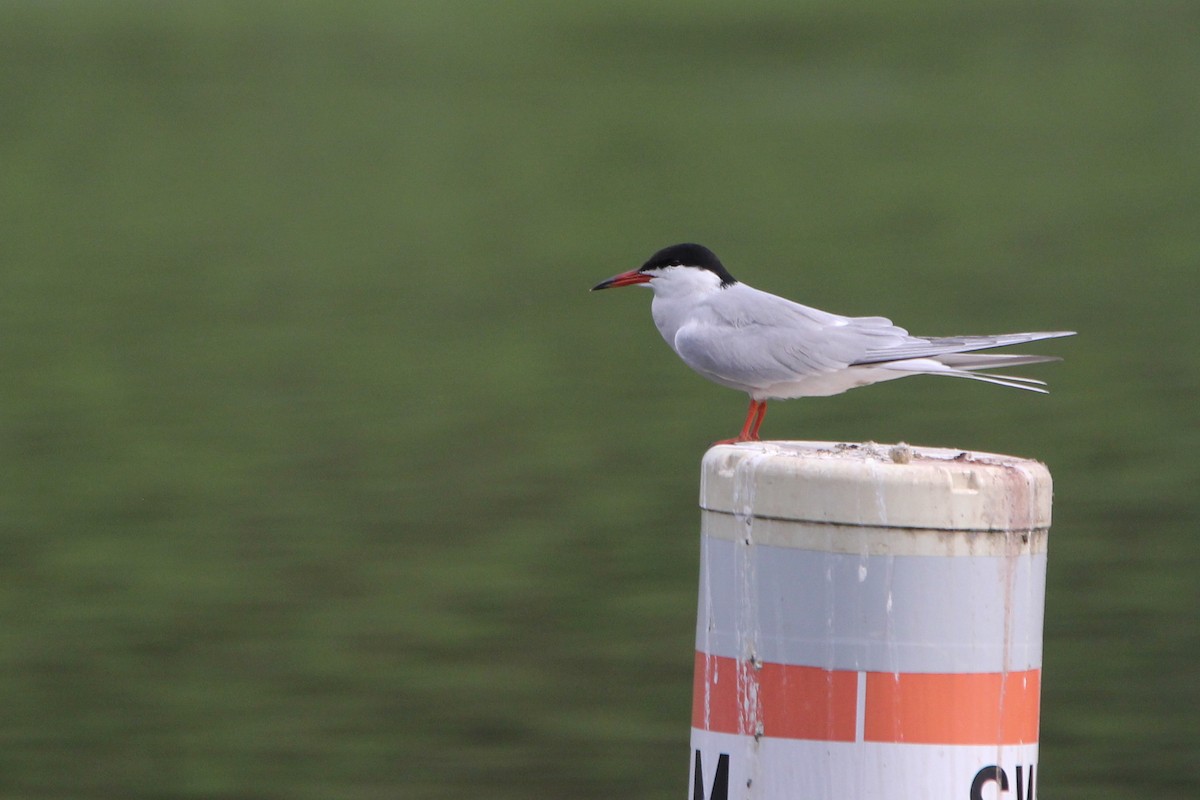 Common Tern - ML618655480