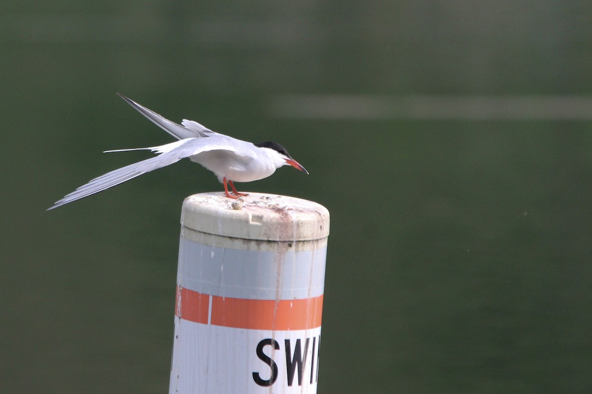 Common Tern - ML618655481