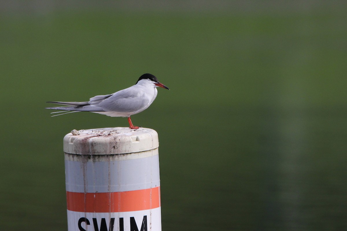 Common Tern - ML618655483