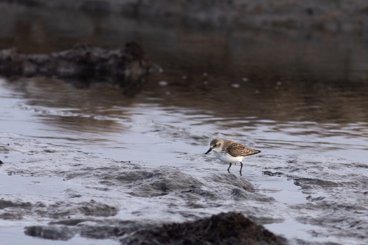 Semipalmated Sandpiper - ML618655519