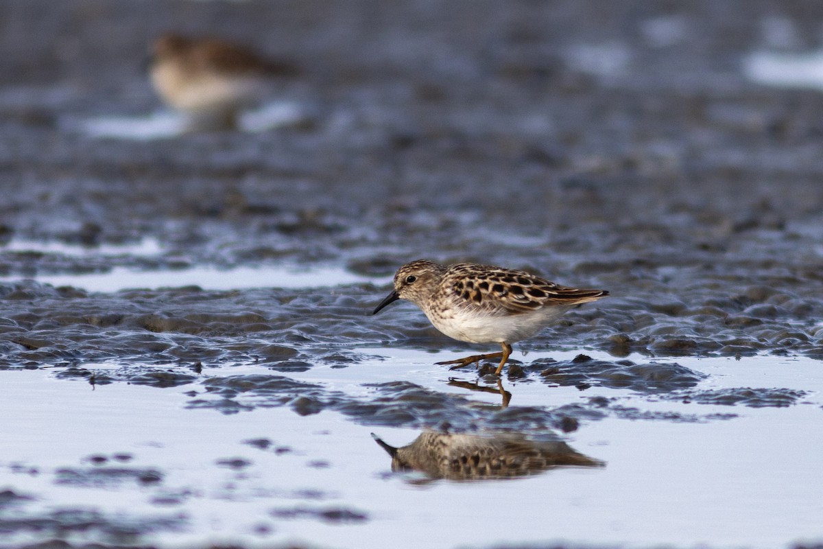 Least Sandpiper - ML618655527