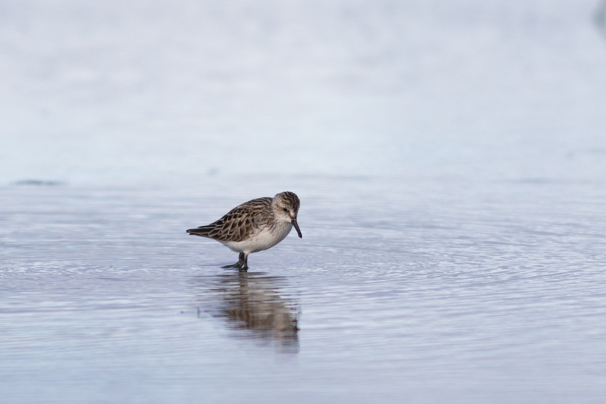 Semipalmated Sandpiper - ML618655531