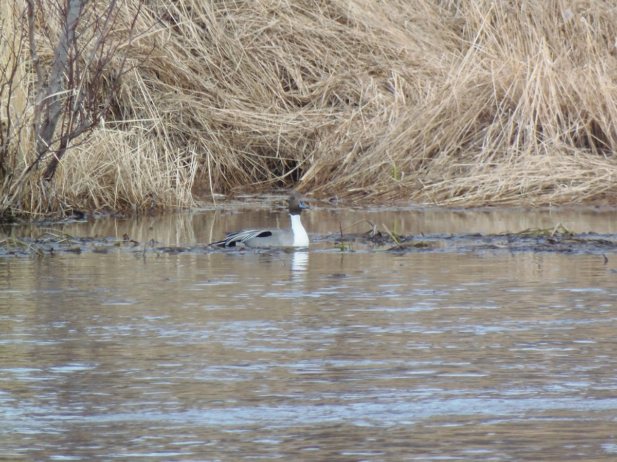 Northern Pintail - ML618655561