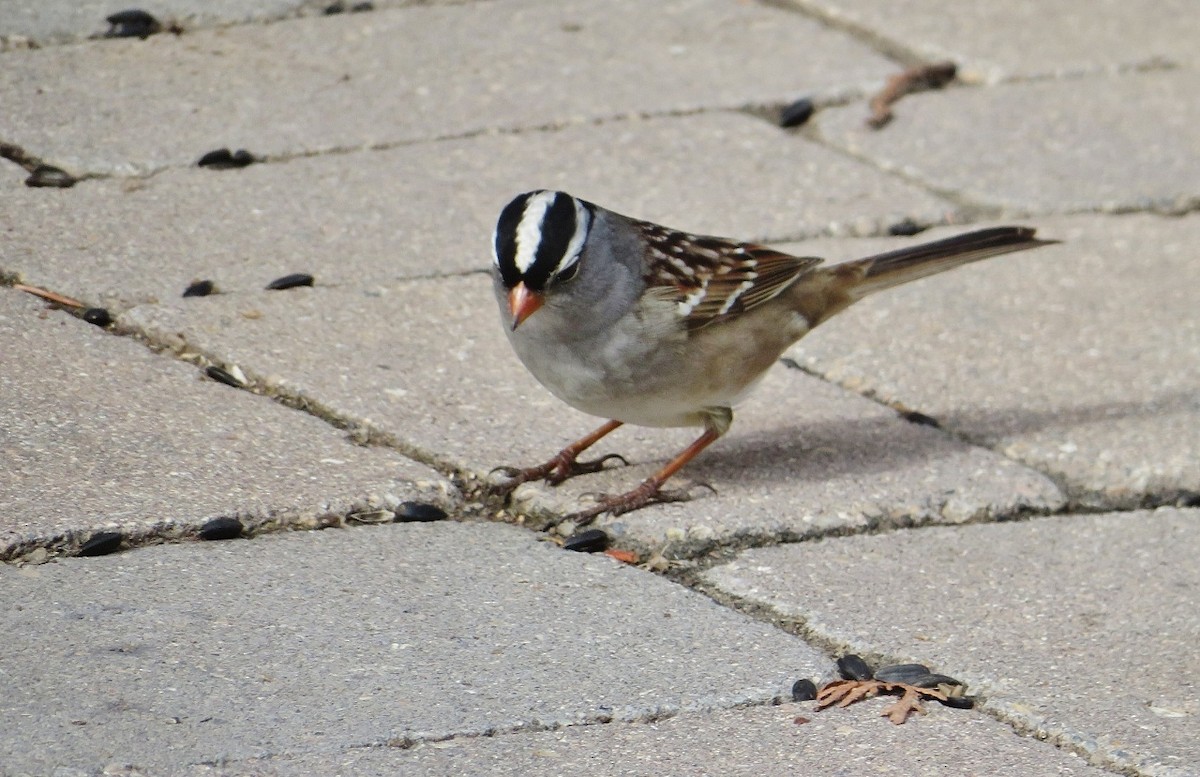 White-crowned Sparrow - Guy Wapple