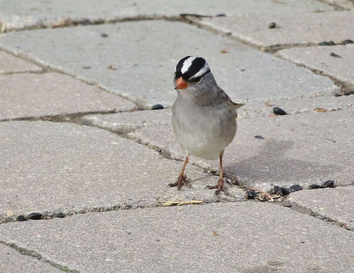 White-crowned Sparrow - Guy Wapple