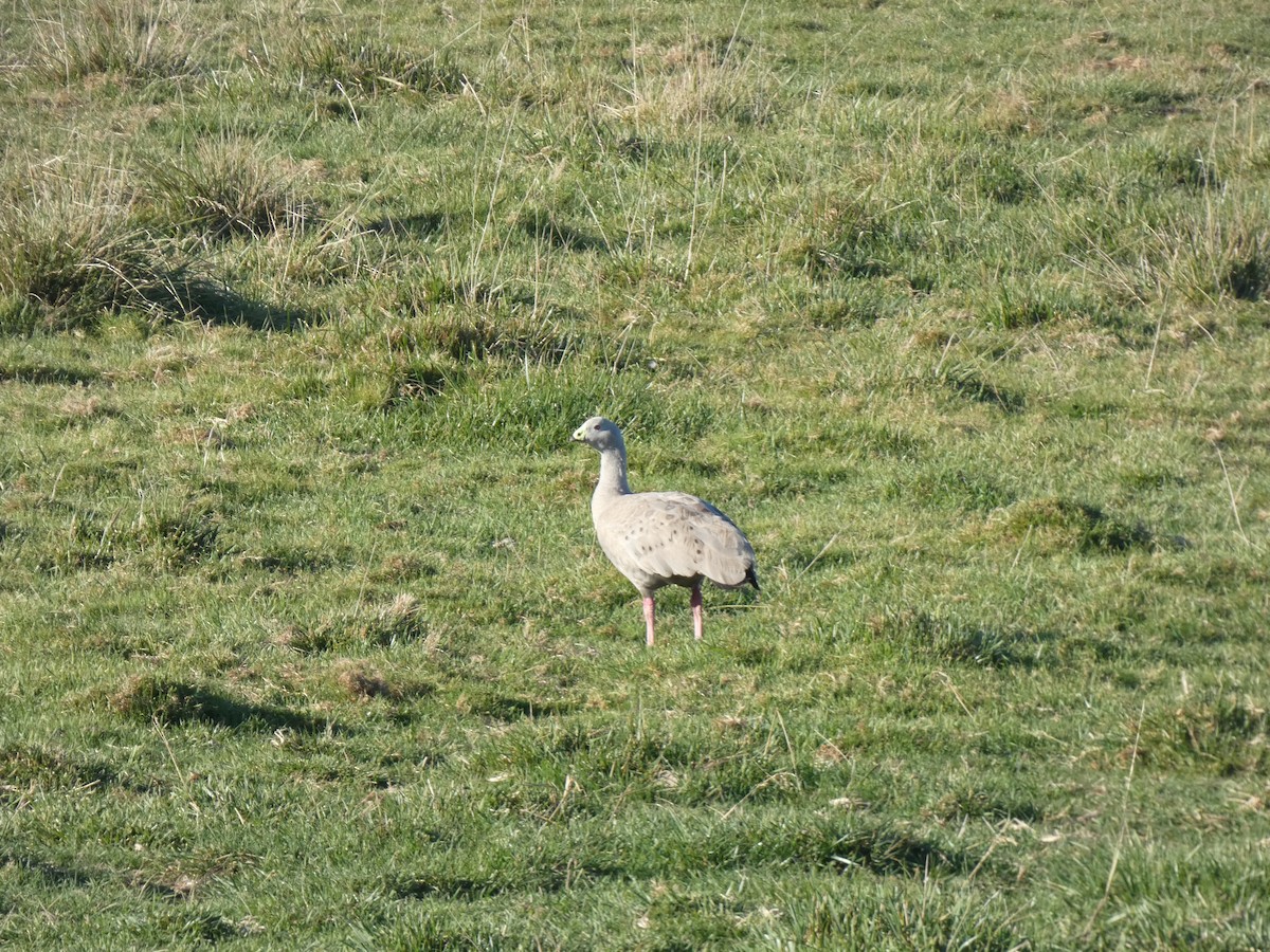 Cape Barren Goose - ML618655610