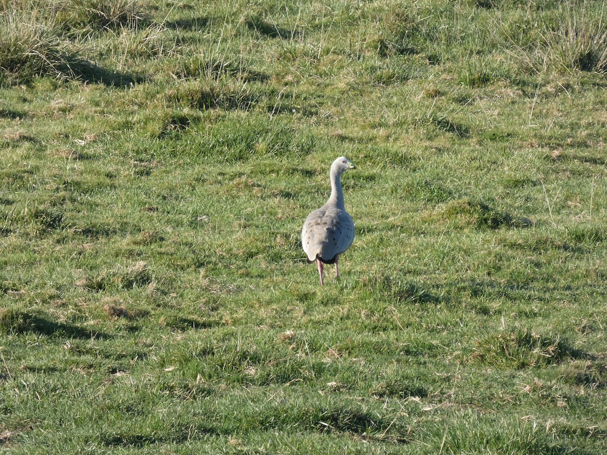 Cape Barren Goose - ML618655612