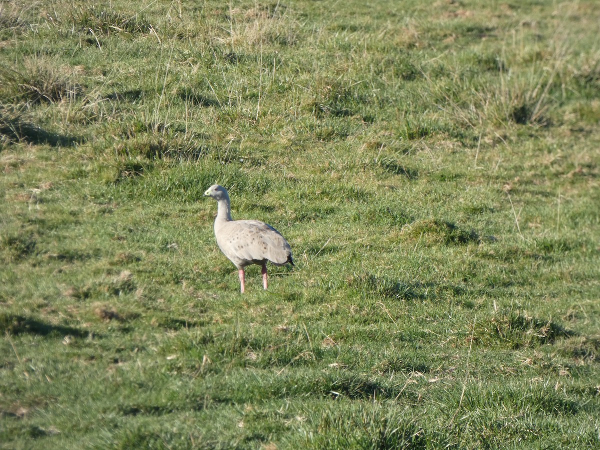 Cape Barren Goose - ML618655613