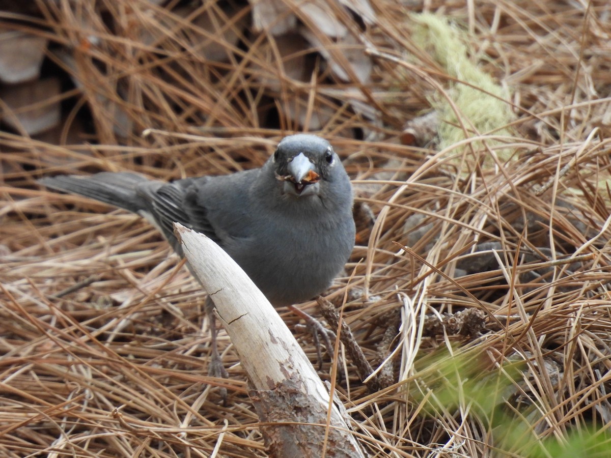 Tenerife Blue Chaffinch - ML618655627