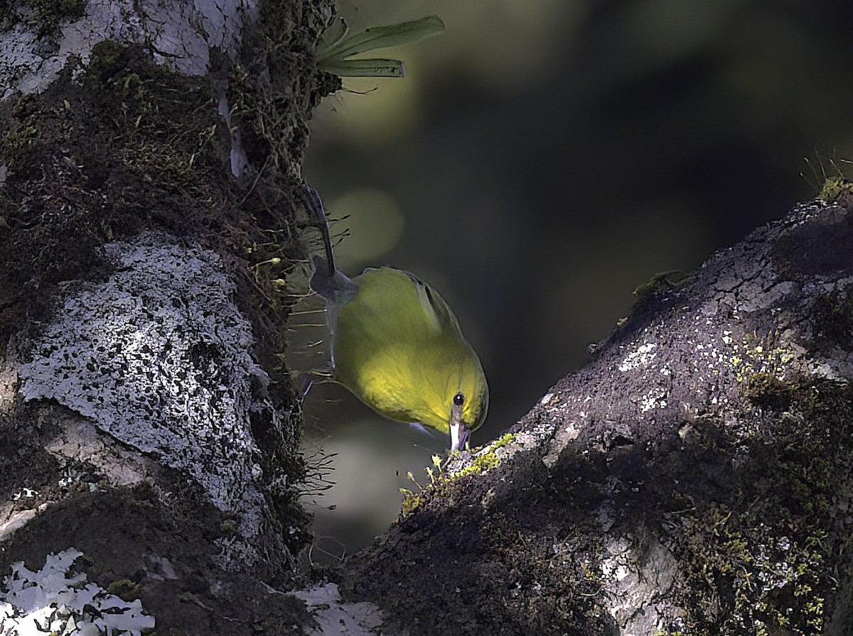 Oahu-Amakihikleidervogel - ML618655636