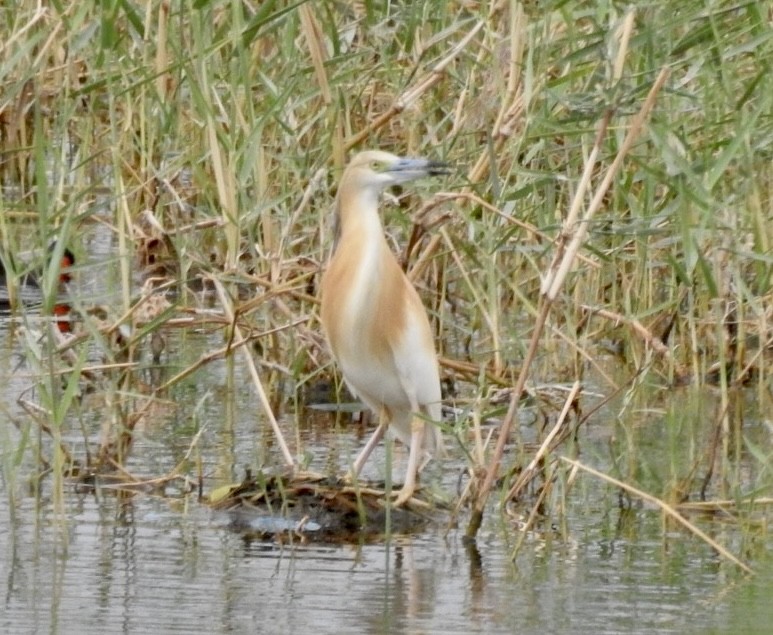 Squacco Heron - ML618655640