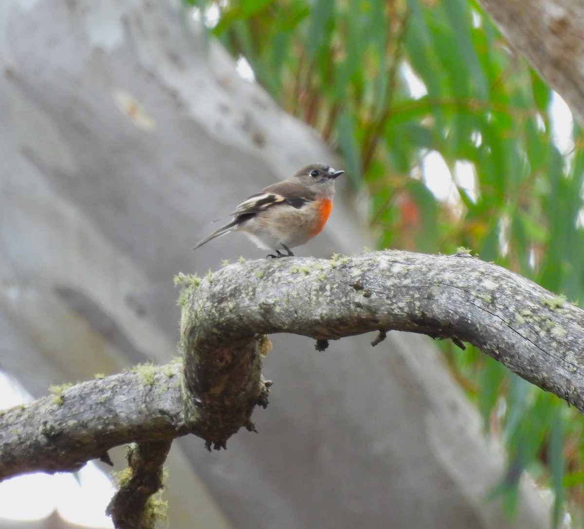 Scarlet Robin (Scarlet) - Bernadette Mullaney