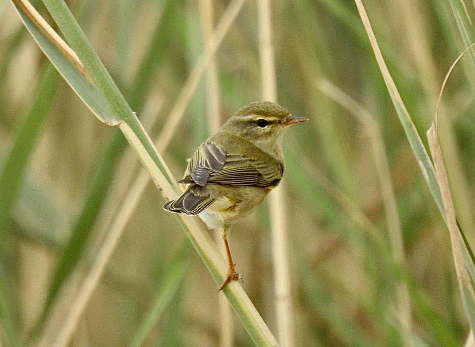 Willow Warbler - Ian Broadbent