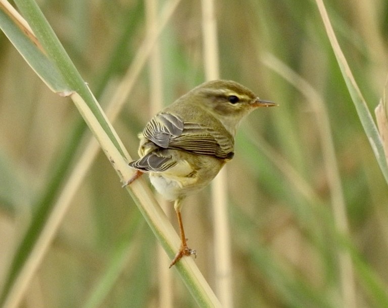 Willow Warbler - Ian Broadbent