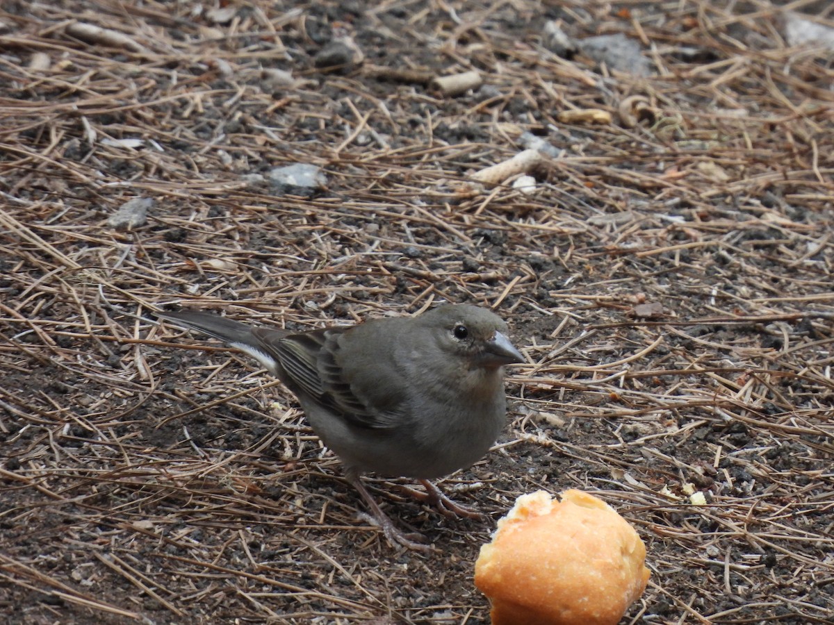 Tenerife Blue Chaffinch - ML618655673