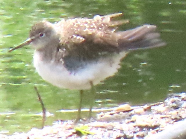 Solitary Sandpiper - ML618655691