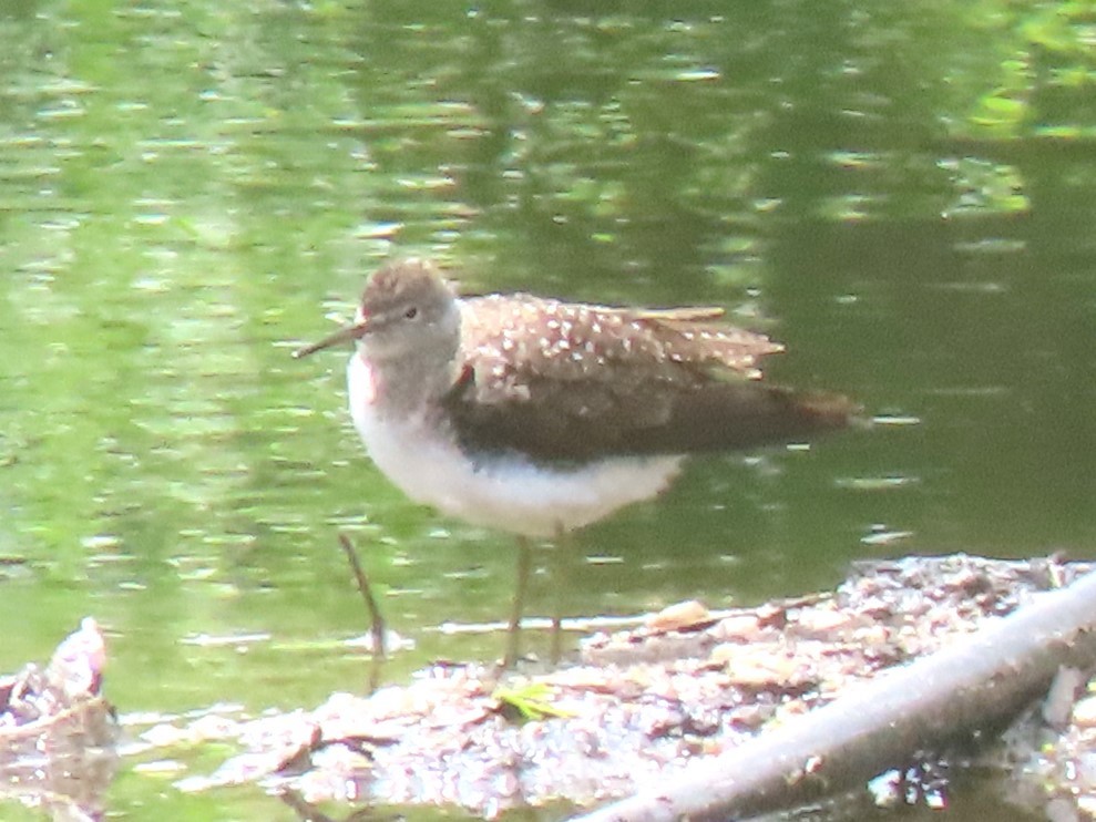 Solitary Sandpiper - ML618655692