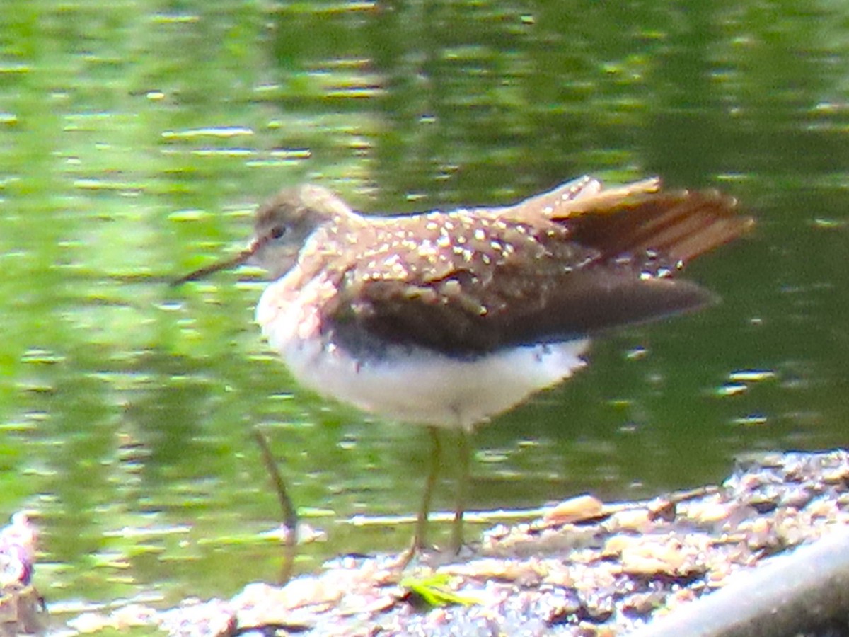 Solitary Sandpiper - ML618655697