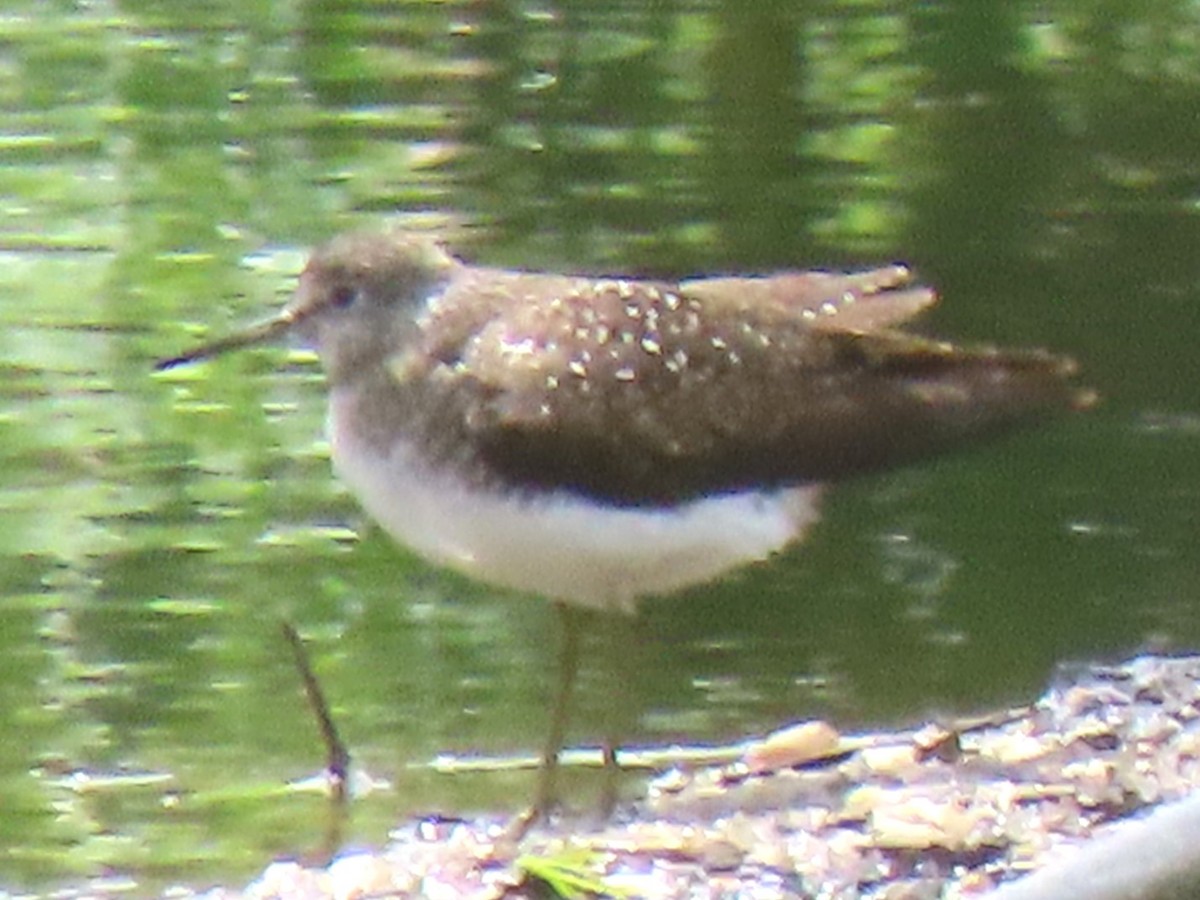 Solitary Sandpiper - ML618655698