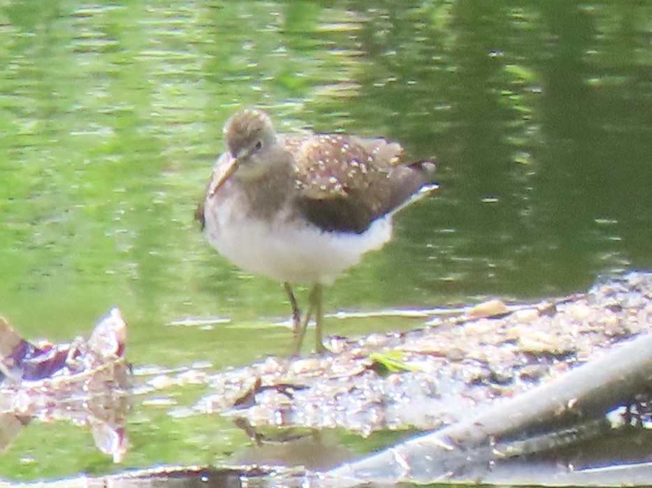 Solitary Sandpiper - ML618655699