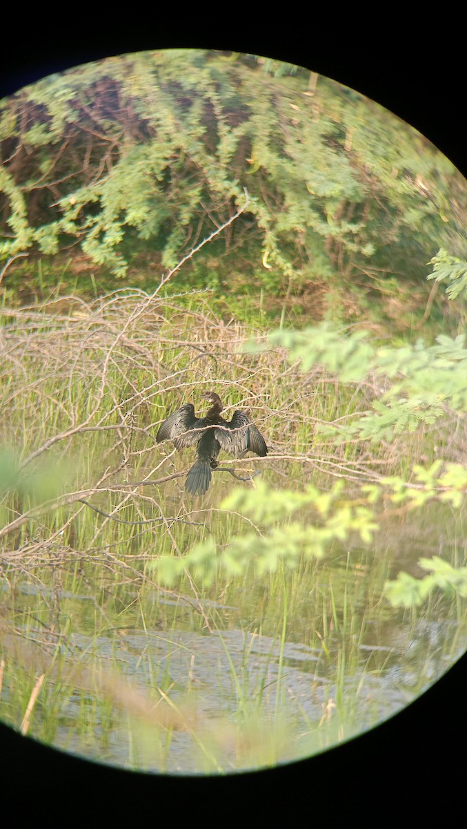 Oriental Darter - ML618655703