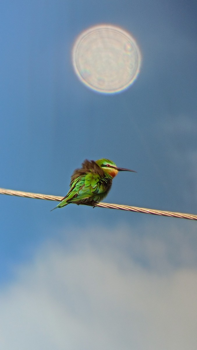 Asian Green Bee-eater - Patel krisha Rakesh Kumar