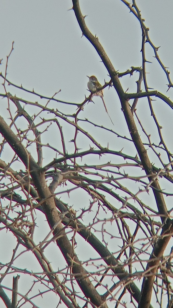 Common Tailorbird - ML618655716