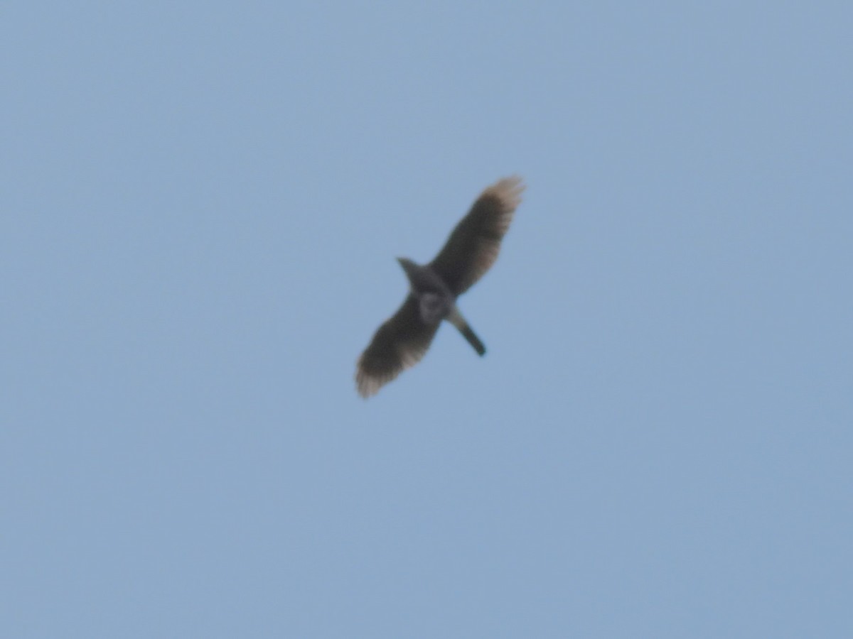 Eurasian Goshawk - Domagoj Tomičić