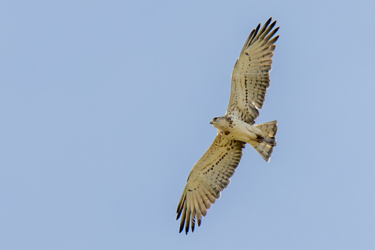 Short-toed Snake-Eagle - Martí  Mendez