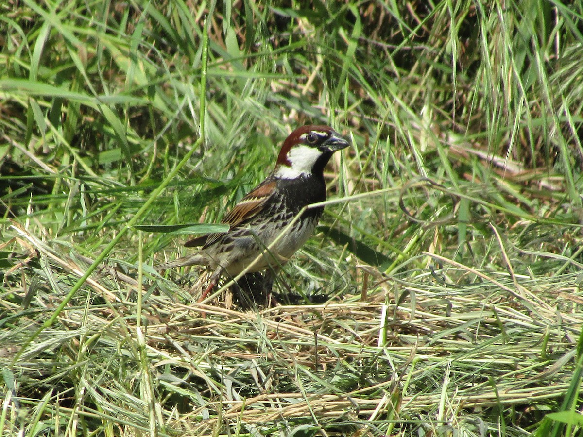 Spanish Sparrow - ML618655744