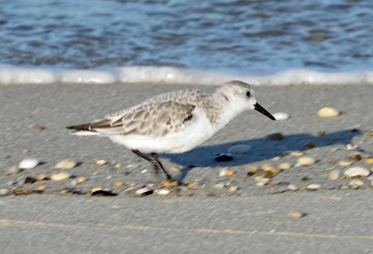 Bécasseau sanderling - ML618655746