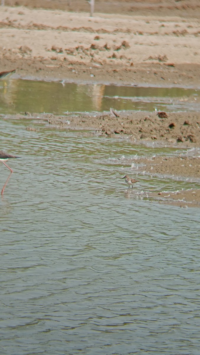 Little Stint - ML618655768