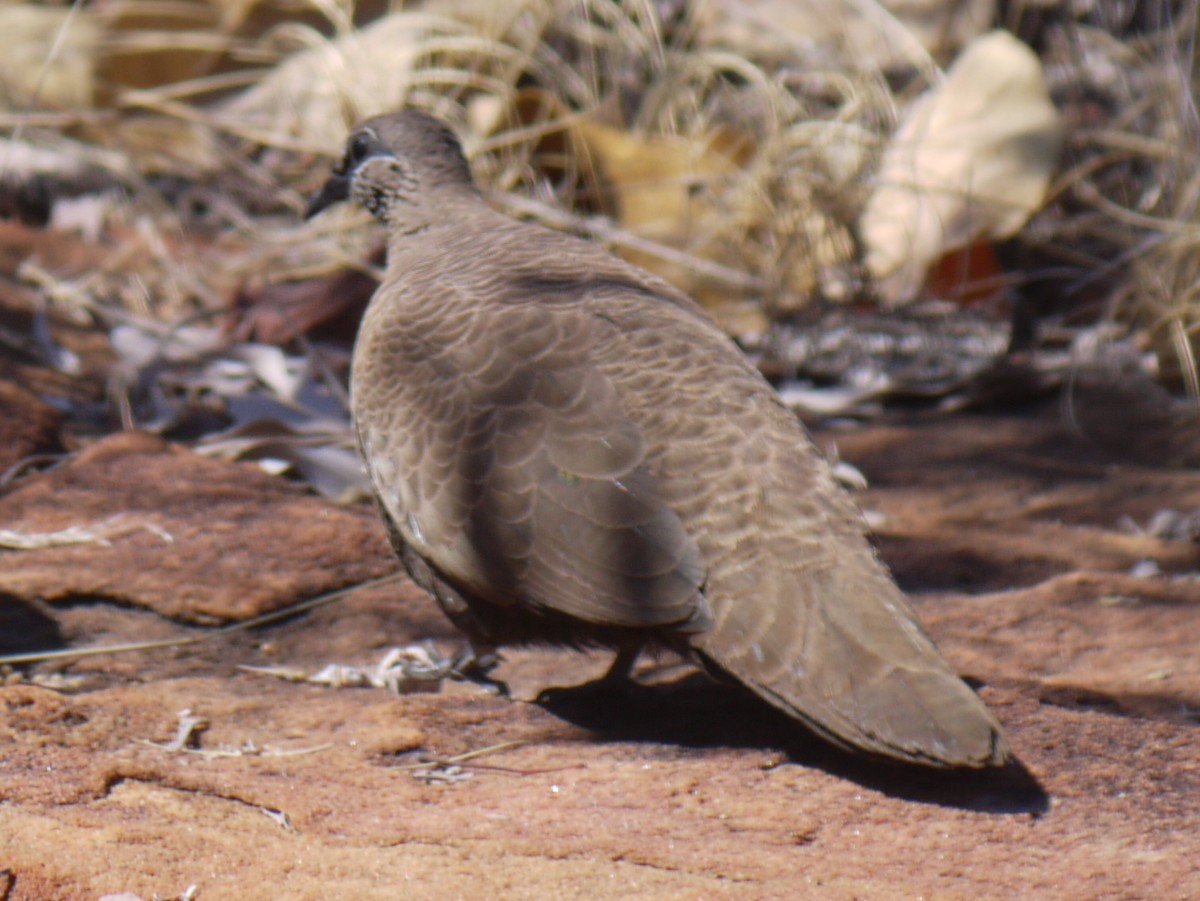 White-quilled Rock-Pigeon - Peter Lowe