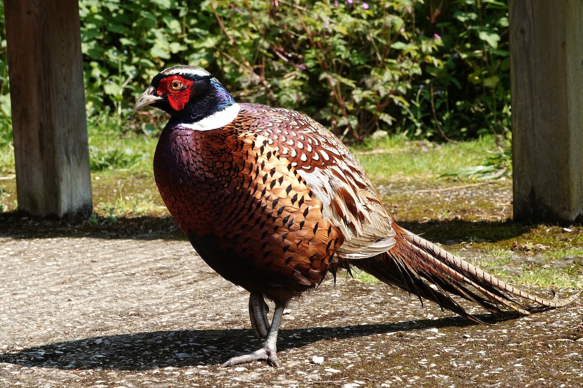 Ring-necked Pheasant - Elisabeth Hein