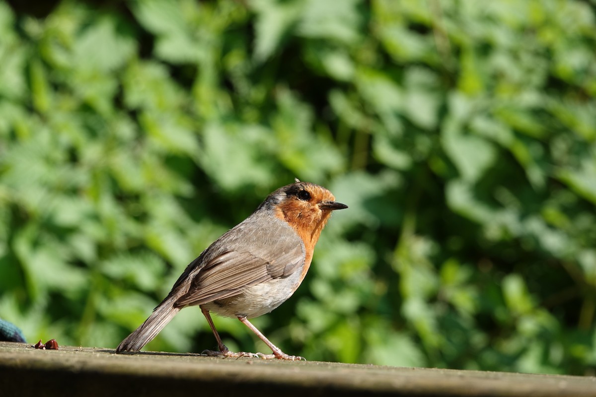 European Robin - ML618655832