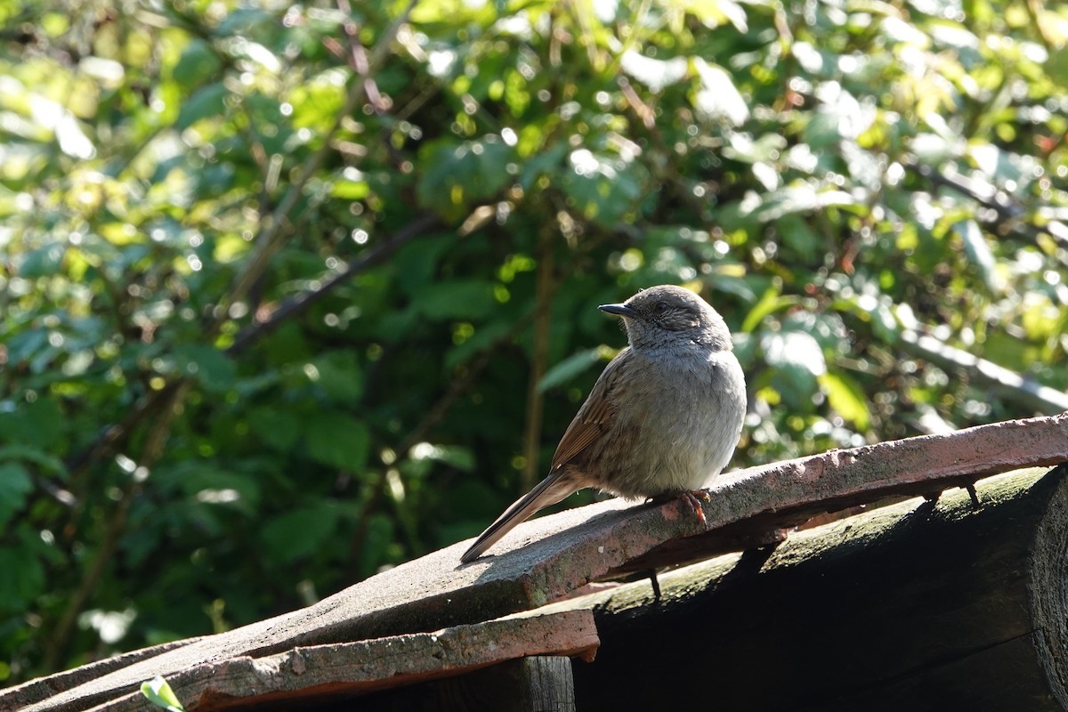 Dunnock - Elisabeth Hein