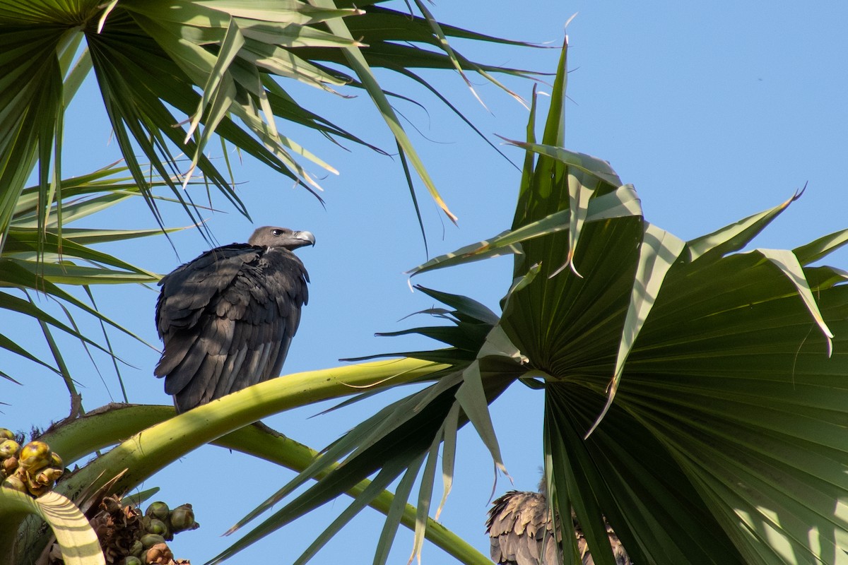 White-rumped Vulture - Jash Sadiwala