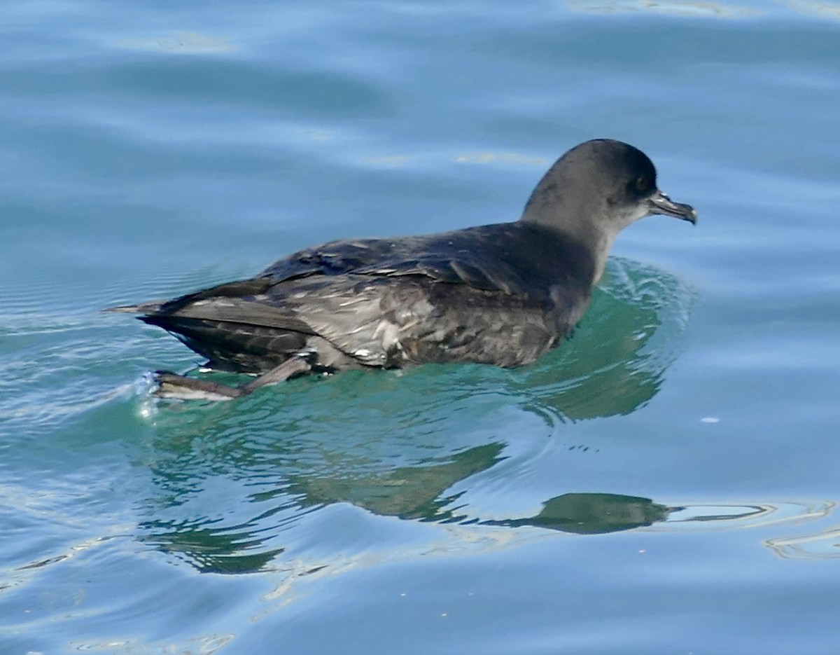 Short-tailed Shearwater - ML618655848