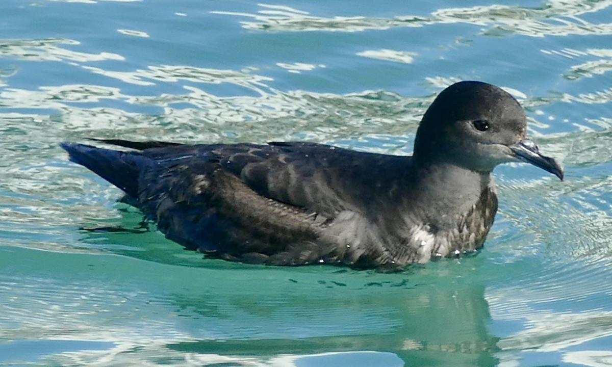 Puffin à bec grêle - ML618655849