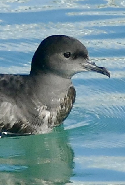 Puffin à bec grêle - ML618655850