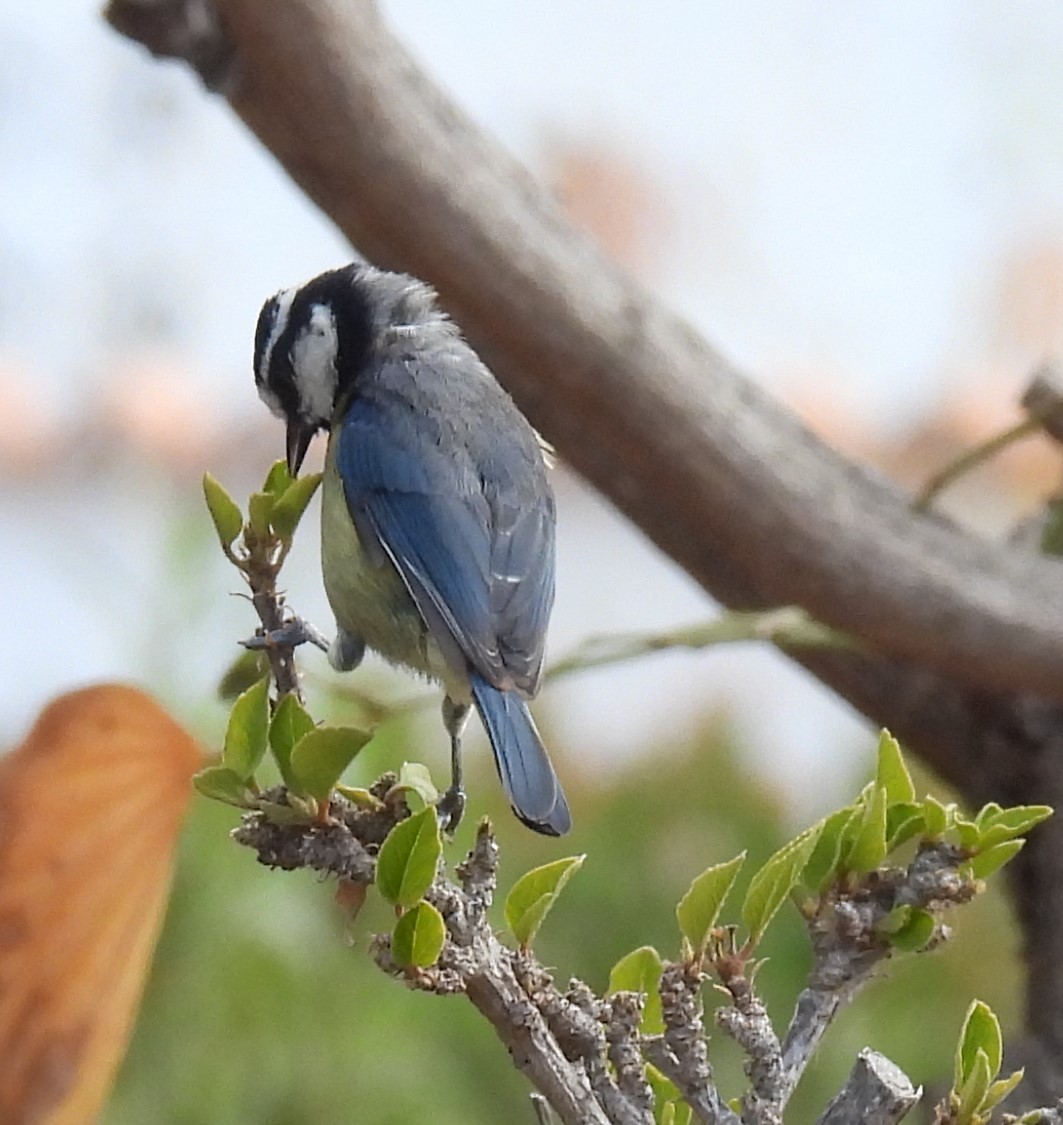 African Blue Tit - Dani G. Jambrina