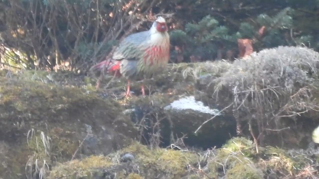 Blood Pheasant - ML618655879