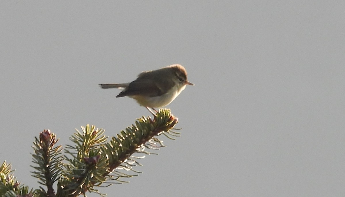 tanımsız Phylloscopus sp. - ML618655881