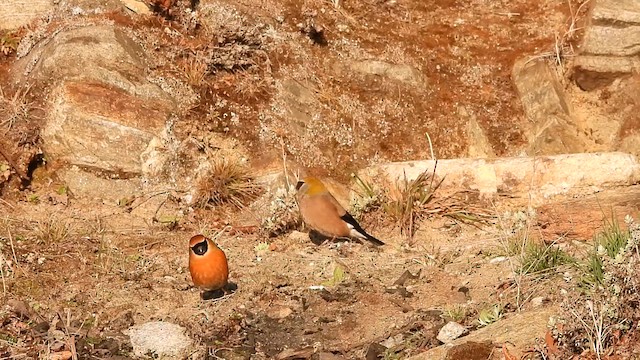 Red-headed Bullfinch - ML618655887